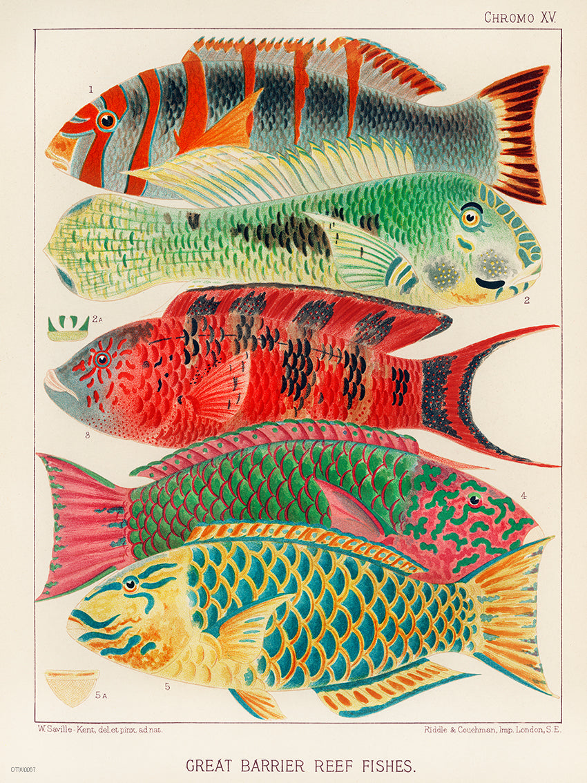 Great Barrier Reef Fish Natual History Vintage 30x40cm Art Print
