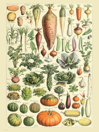 Vegtables Poster Art Print 30x40cm