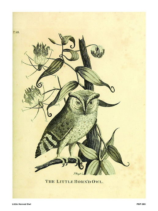 Little Horned Owl Natural History 30x40cm Art Poster Print