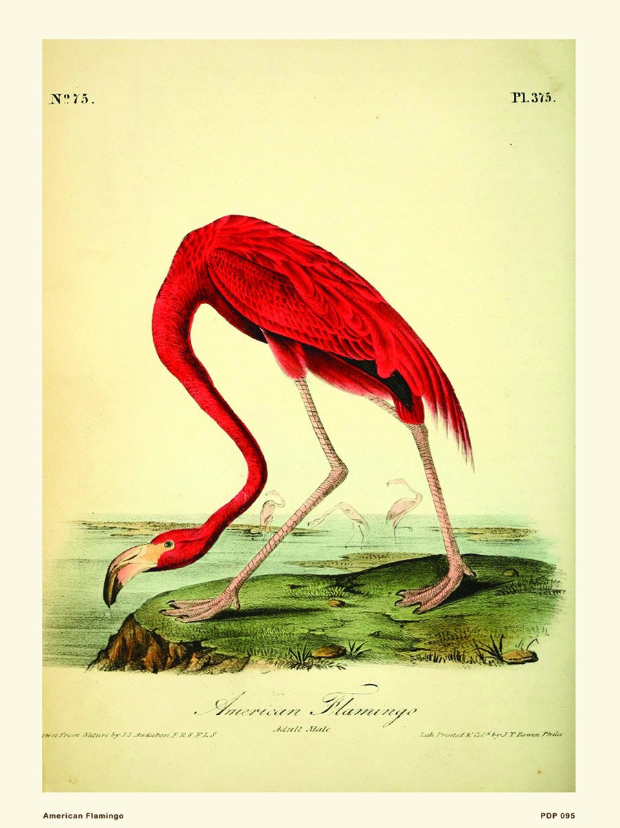 Natural History, American Flamingo, Illustrated Field Studies, Vintage Animals Bird Art Print Poster 50x70cm
