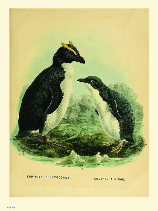 Penguins Natural History 30x40cm Art Poster Print