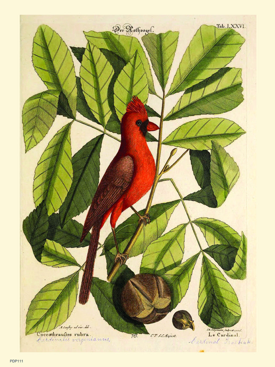 Coccothraustes Rubra (Northern Cardinal) Mark Catesby Natural History Poster Art Print 50x70cm