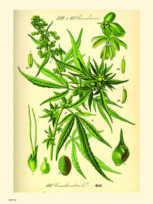 Cannabis sativa, scientific drawing from c1900 Natural History Poster Art Print 30x40cm