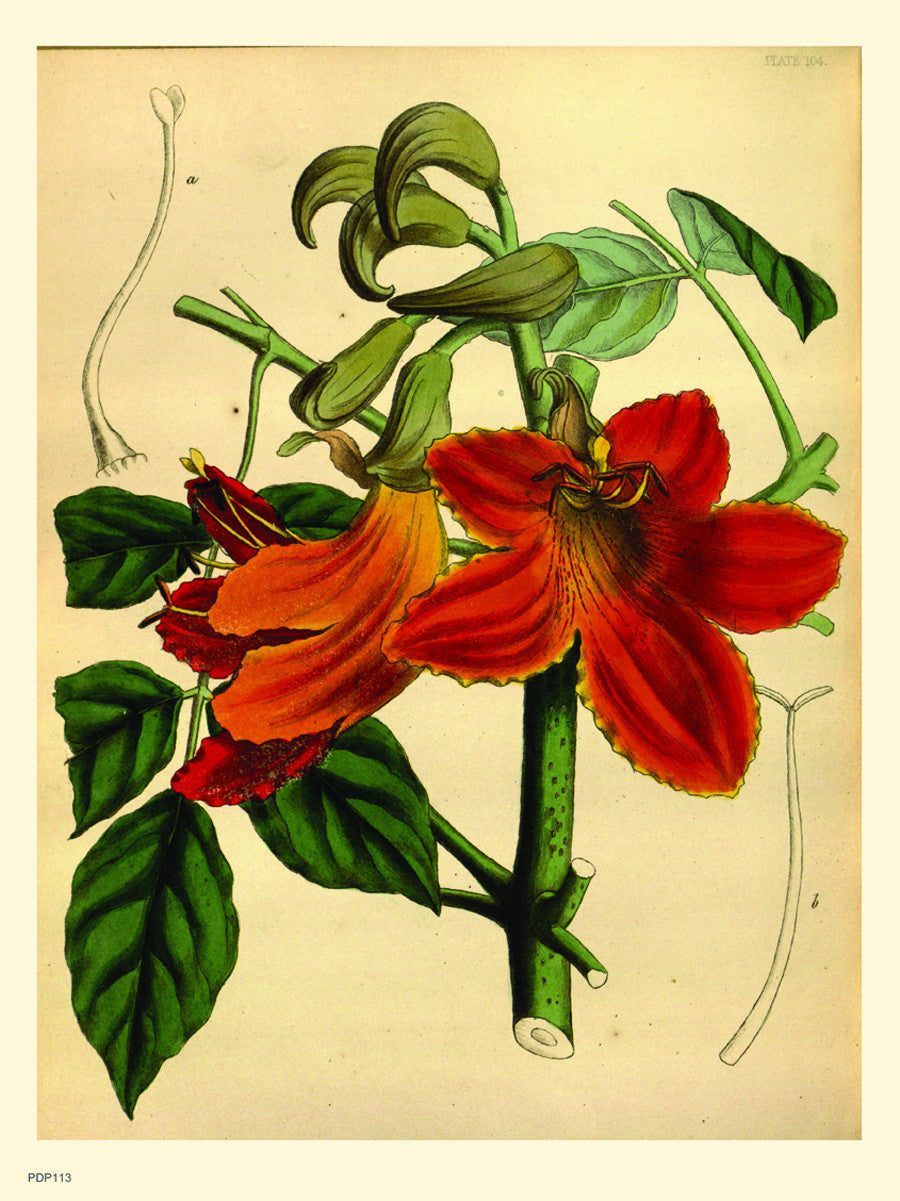 Look botanical book mark Natural History 30x40cm Art Poster Print