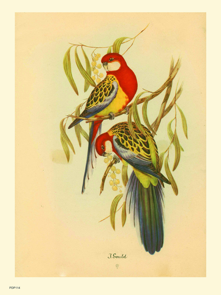 J Gould Parrots Natural History 30x40cm Art Poster Print