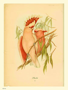 J Gould Parrots Natural History 30x40cm Art Poster Print