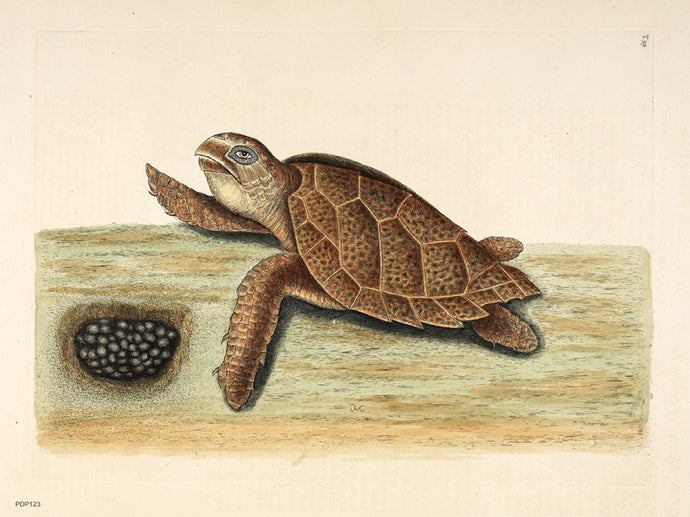 Mark Catesby (1743),í«ÌÎ?Natural History of Carolina etc., vol 2, plate 39, withí«ÌÎ?Testudo caretta, theí«ÌÎ?Hawksbill turtle Poster Art Print 30x40cm