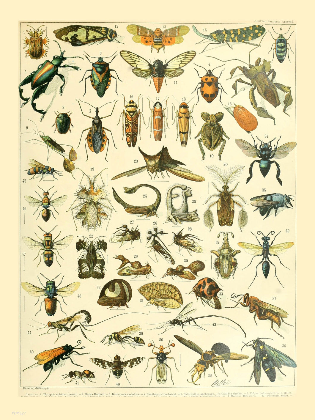 Bugs Poster Art Print 30x40cm