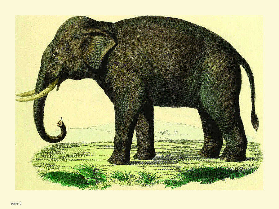 Elephant Natural History 30x40cm Art Poster Print